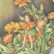 Wedgwood Porcelánový tanier Fairy